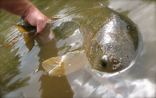 Denver Pro-Am Carp Slam