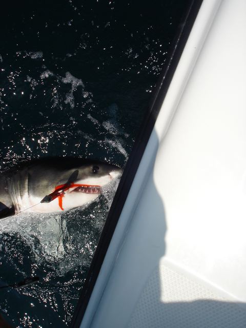 Great White Shark on a Fly