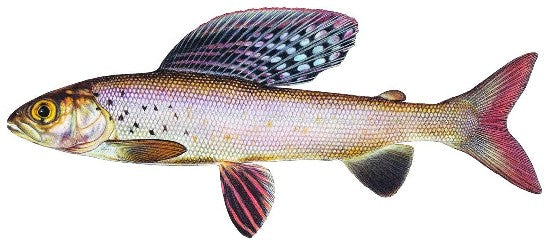 Alaska Bound Scene 2