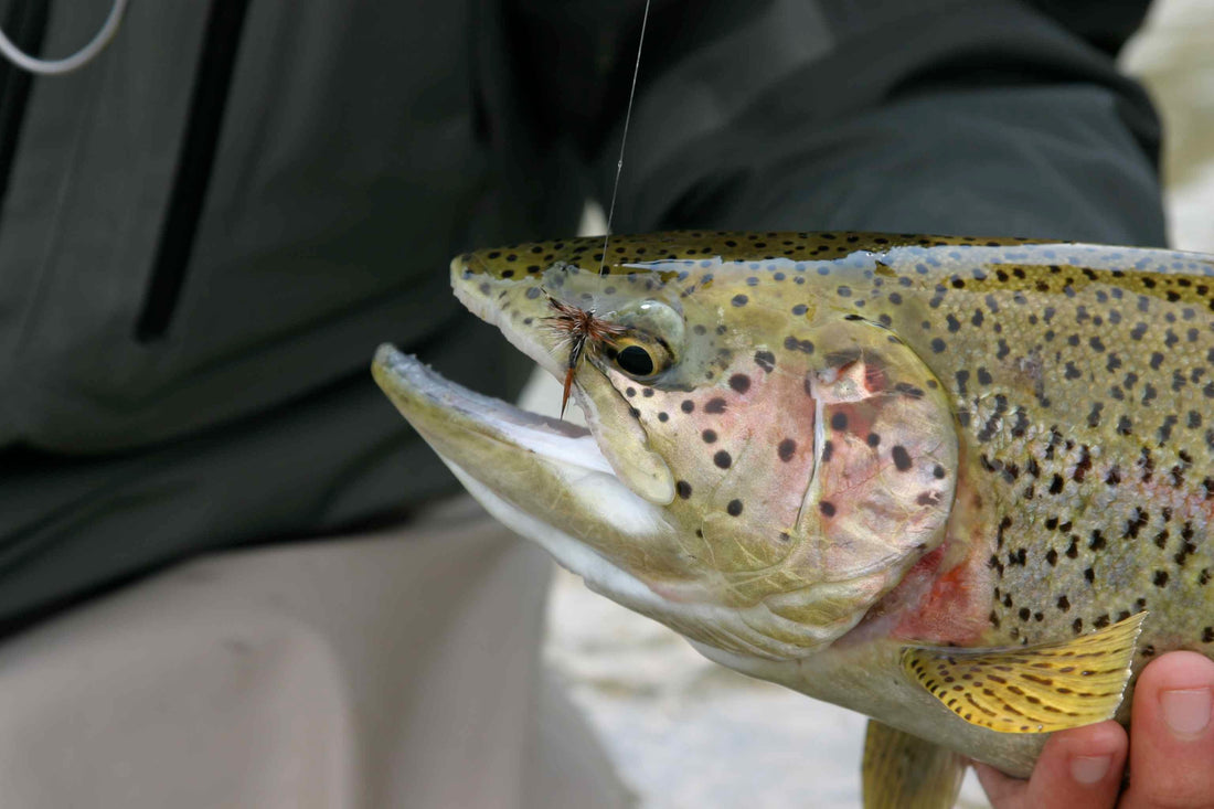 King Salmon via Baja