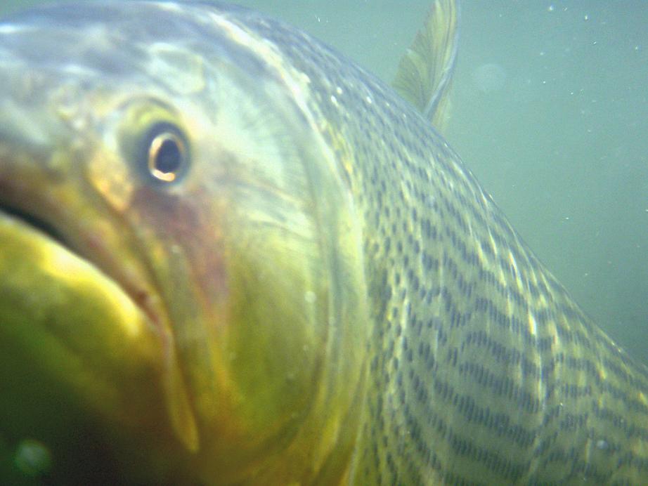 Dorado: Kings of the River.