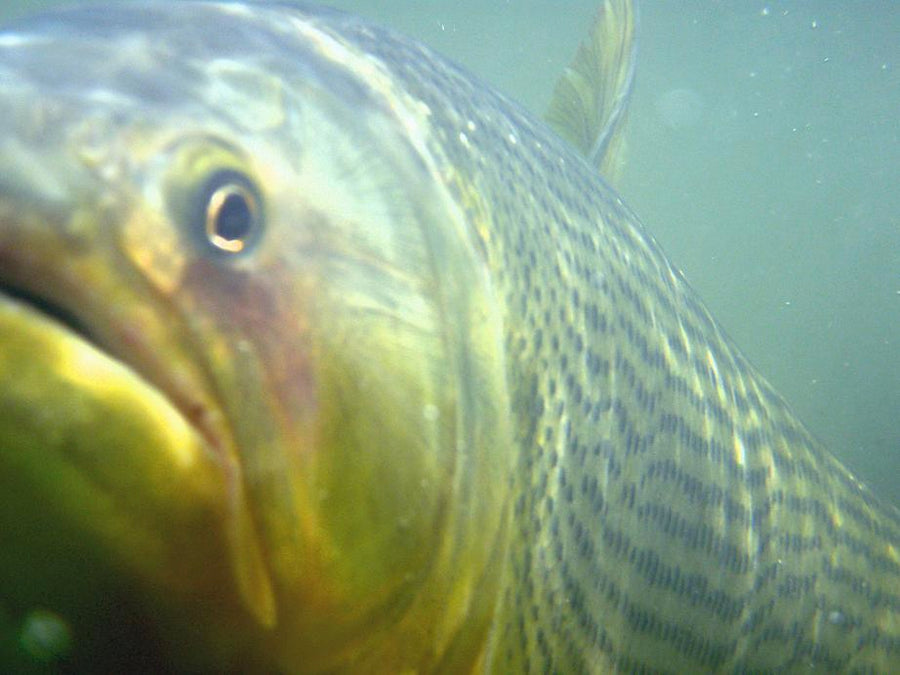 Dorado: Kings of the River.