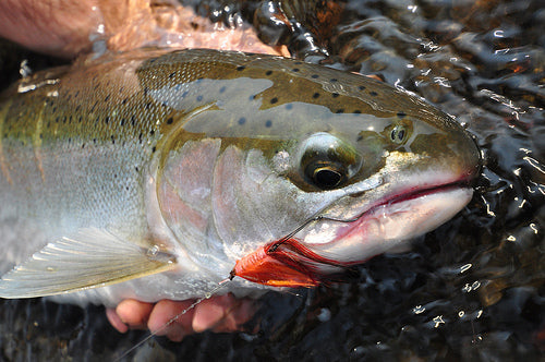 Judge James Redden: Steelhead God