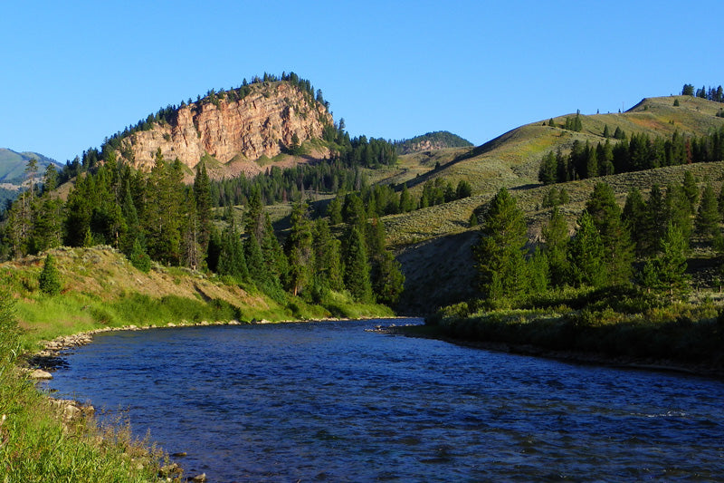 Jackson Hole Cutthroat