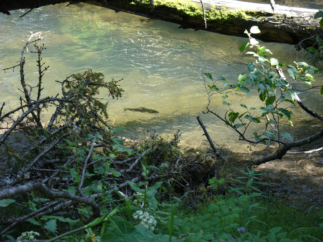 Brookies and Chanterelles