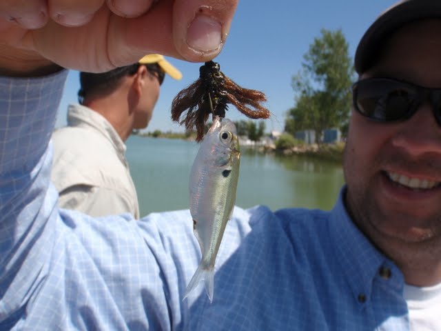 SMOTM: Small, the New Huge