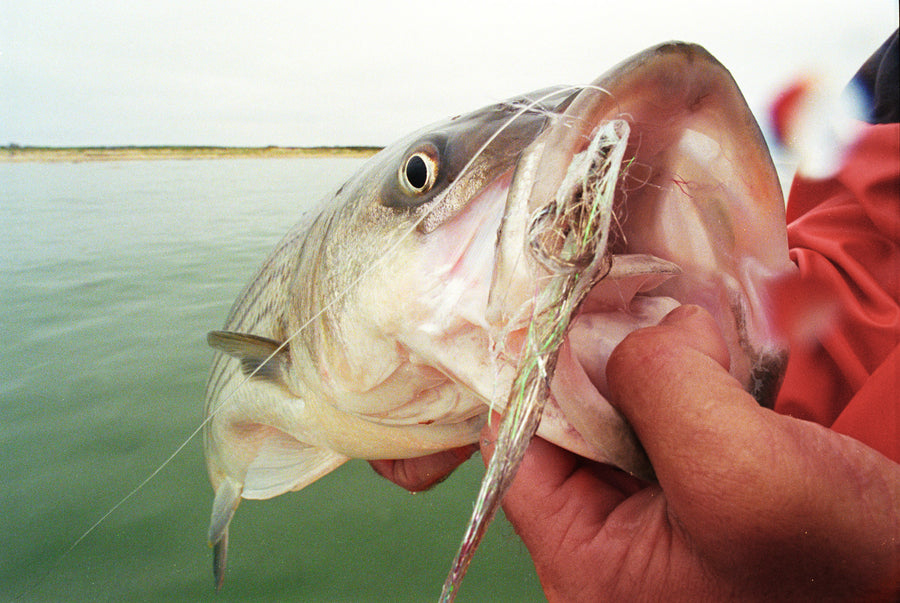 Help Save New England Striped Bass