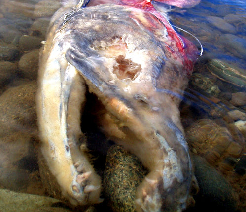 Obama Endorses Salmon Extinction via No Action Plan