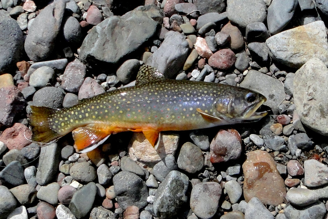 Recipe for Late September