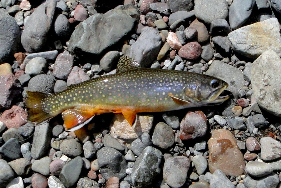 Recipe for Late September