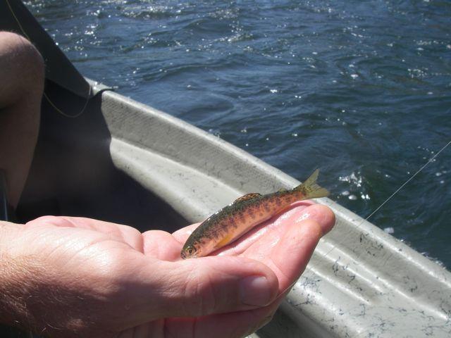 Smolt of the Month -- September Winner