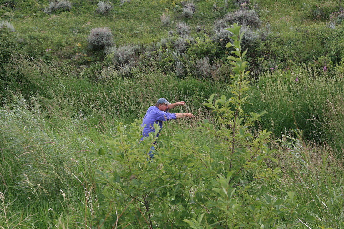 Native Grass Fishing