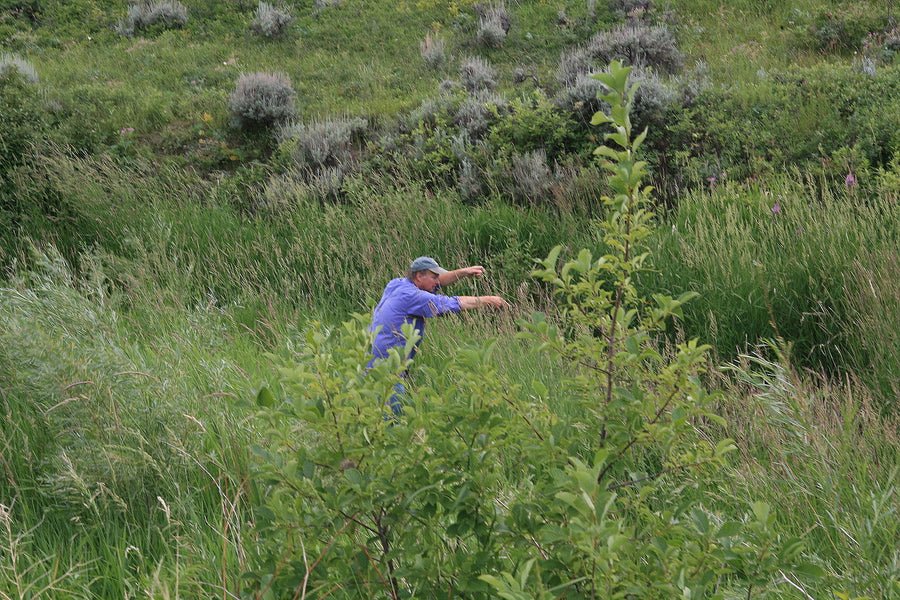 Native Grass Fishing