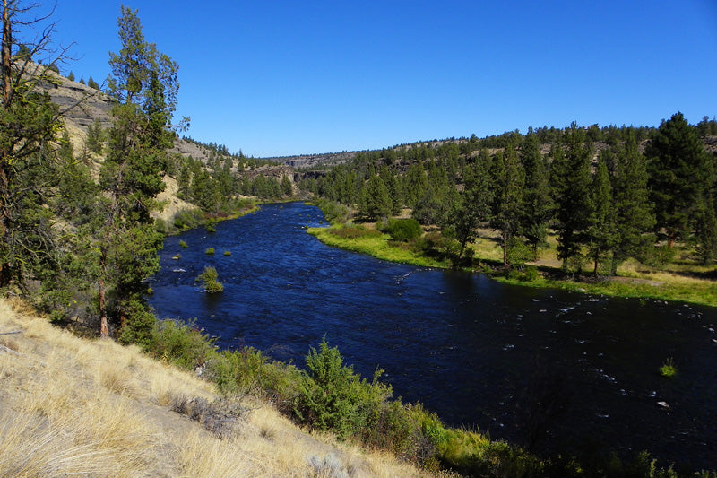 Cheap Wine in a Tin Cup