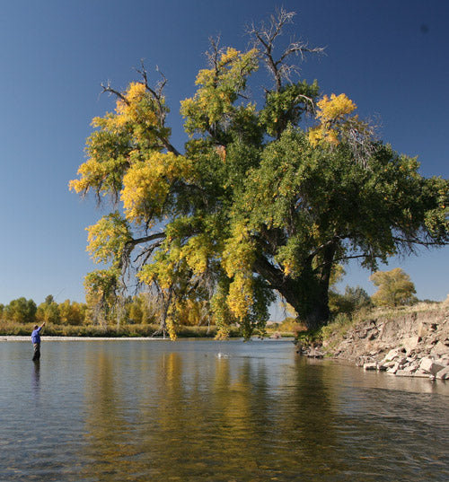 Wine of the Dreamers