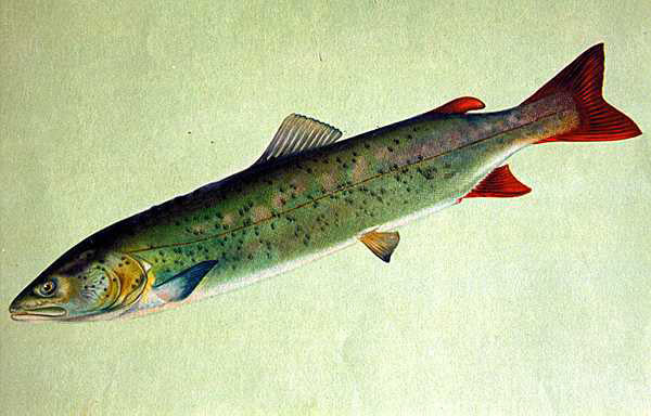 Slovenian Hucho and Marble Trout on the Fly