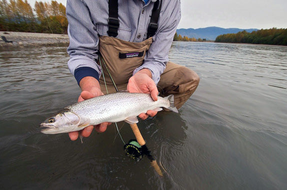 Oncorhynchus clarki clarki: Cutthroats of the Skeena