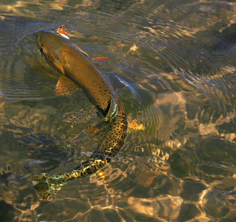 Rare Breed--Bonneville Cutthroat