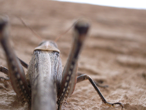 Montana Grasshoppers