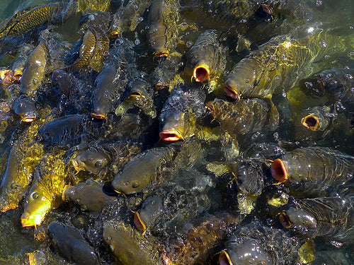 Legend of the Carp Fly Fishing