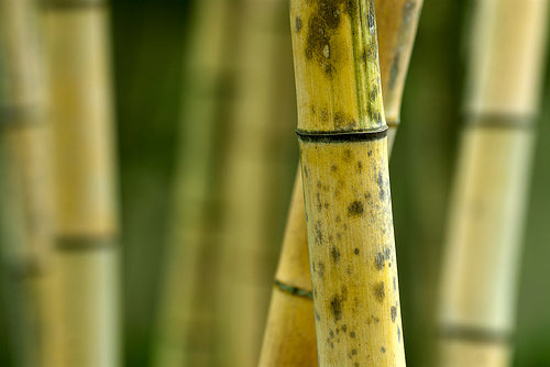 Bamboo Rods: Living The Dream