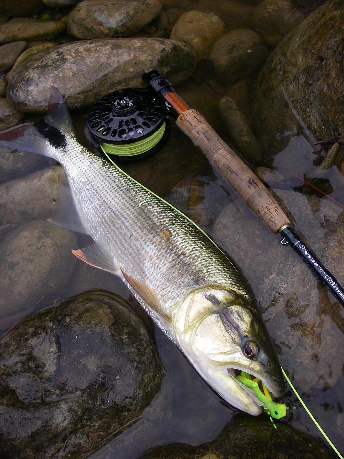 SMALL AND POWERFUL SALMINUS