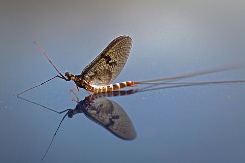 Chasing Western Hatches