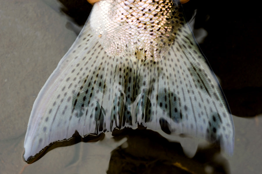 Saving Wild Steelhead
