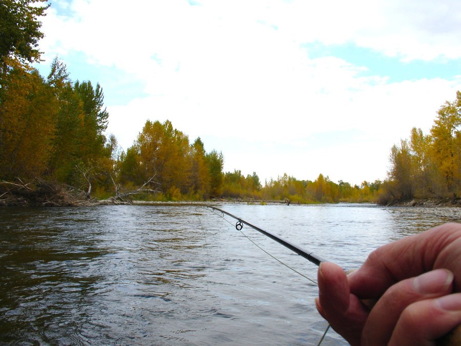 "Whatever It Is You're Taking"