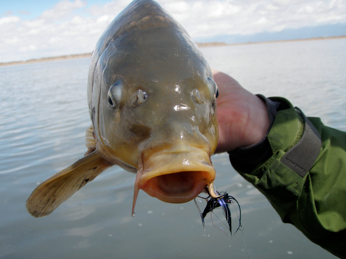 Van Rip Fishj RUN-OFF, A ROAD TRIP AND CARP FISHING