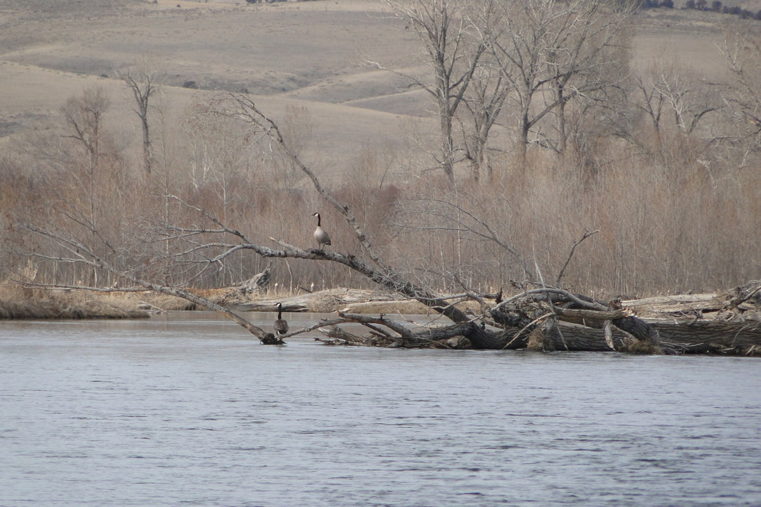 Emily Dickinson on the Gallatin