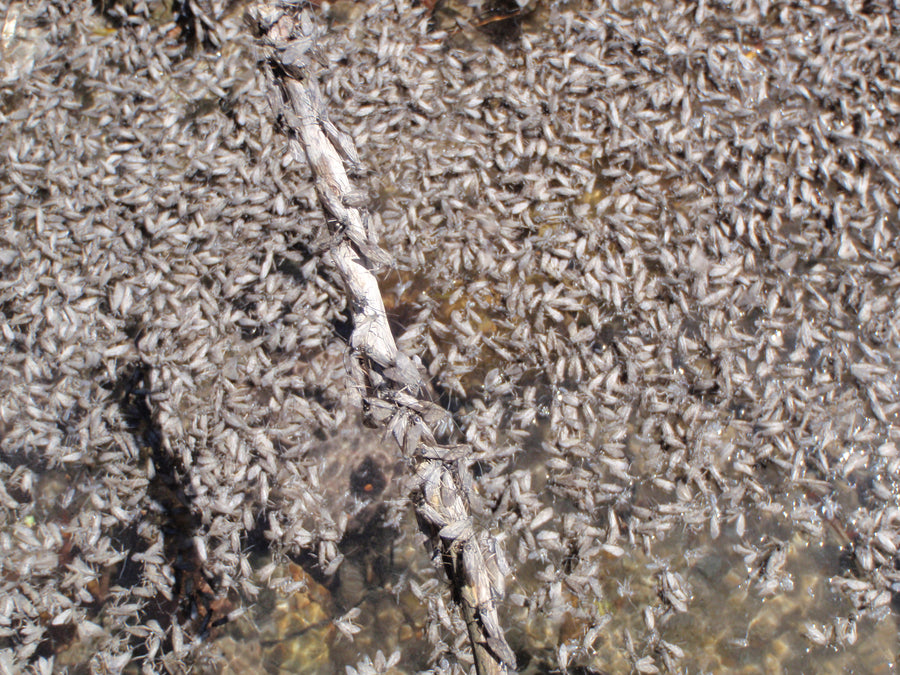 Mother May I Play a Trout Today?