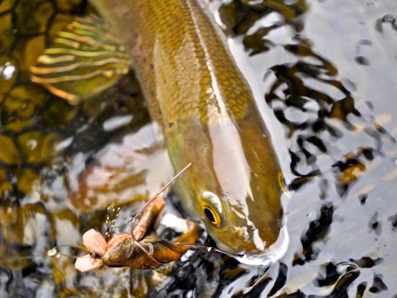 The Plight of the Grayling