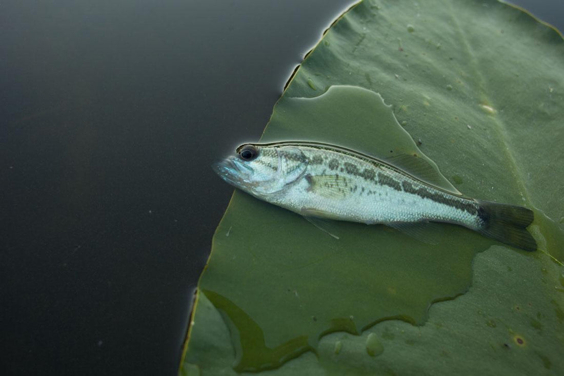 Attack of the Killer Smolts