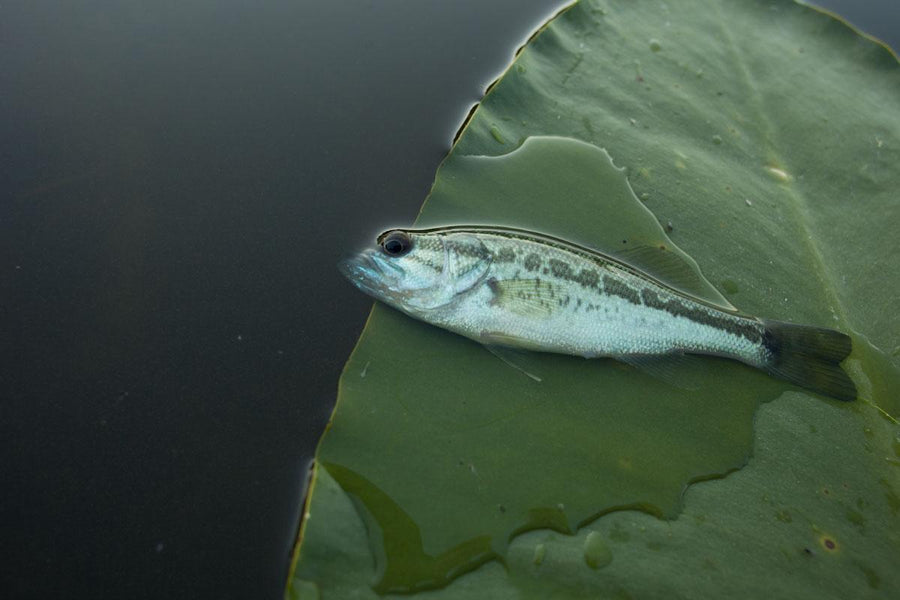 Attack of the Killer Smolts