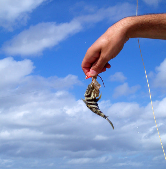 Attack of the Killer Smolts: Nassau Grouper