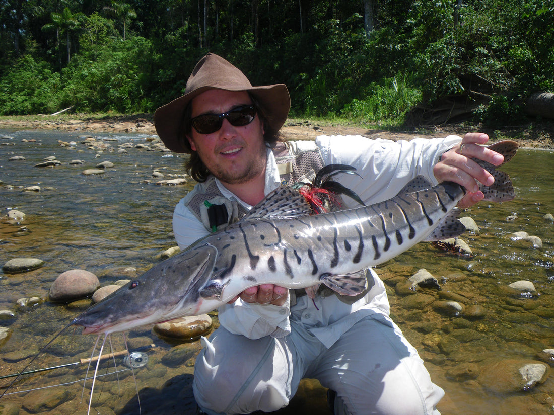South American Catfish
