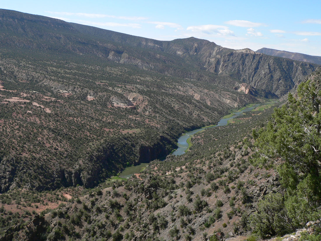 The Songless Night of the Trout