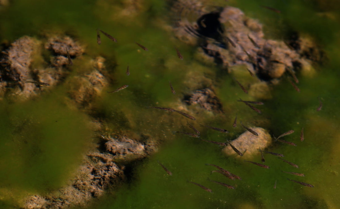 Options, Always Options