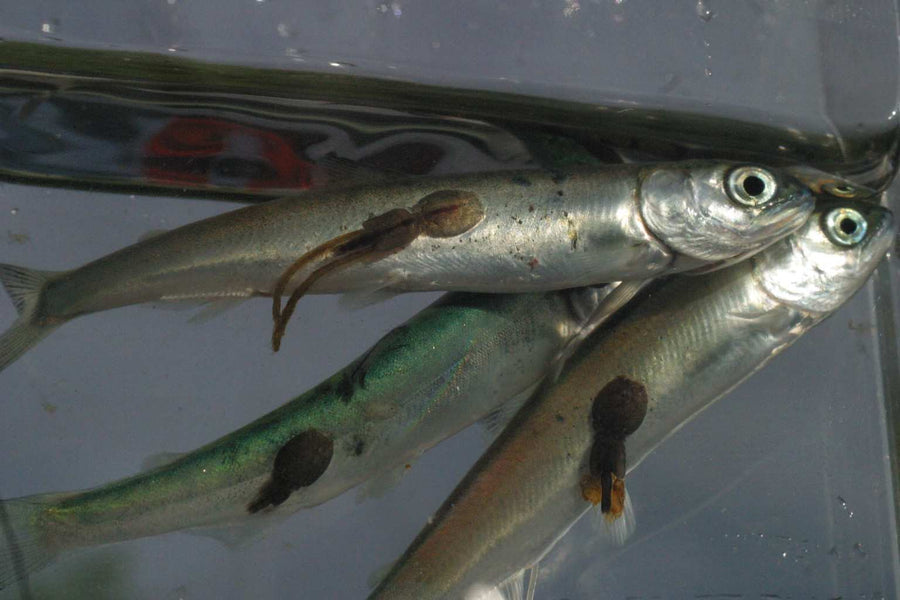 Is it a Weresalmon or a Frankenpout?