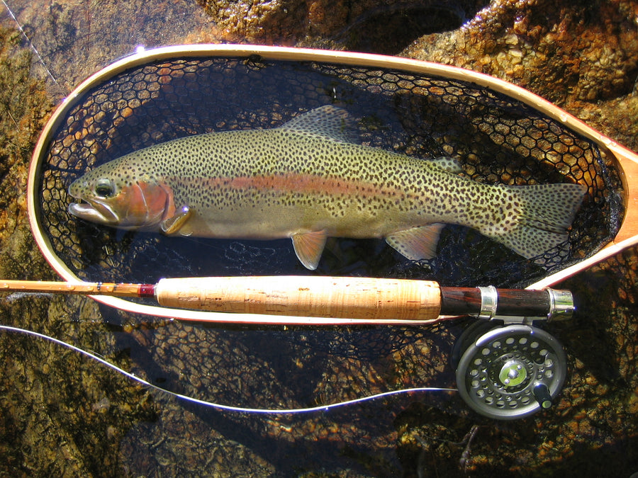 Rainbows in Carnival Mecca?