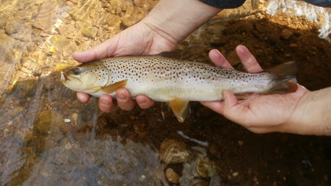 PA creeks, poetry paperbacks and "The Green Knight"