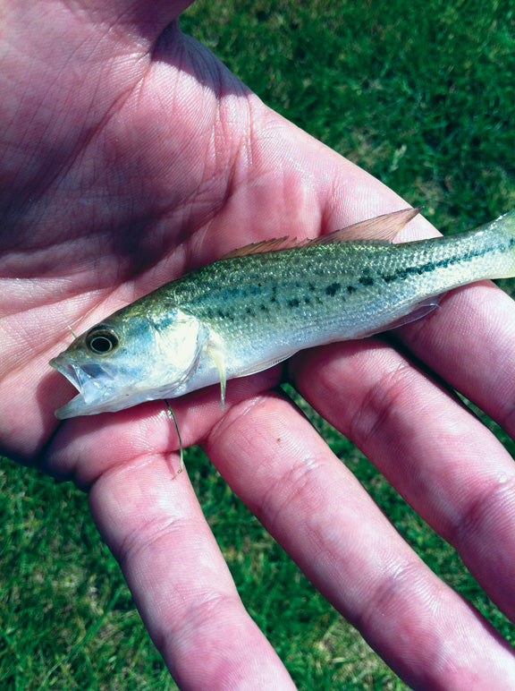 Smolt of the Month -- back from the shallows