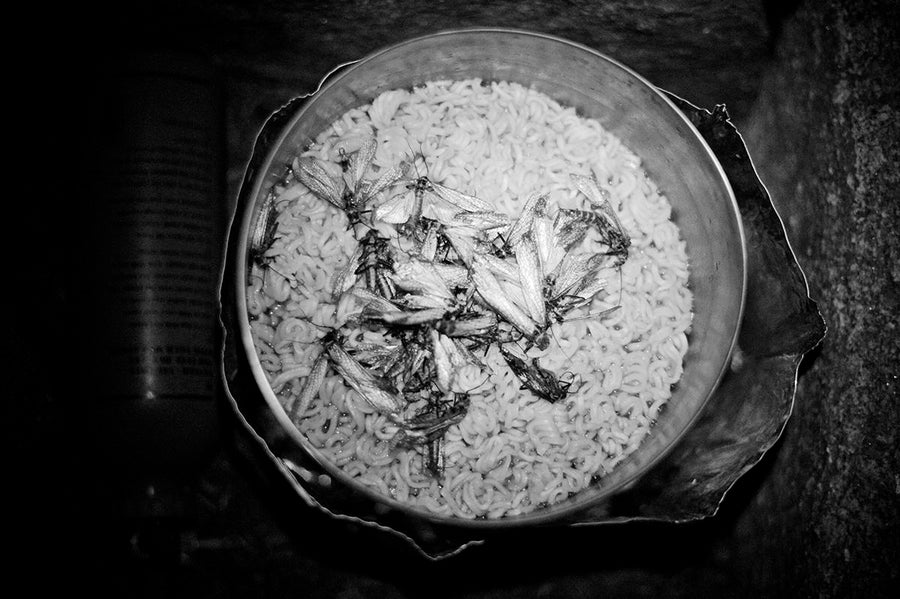 Human Consumption of Salmonflies or Noodle Pteronarcys