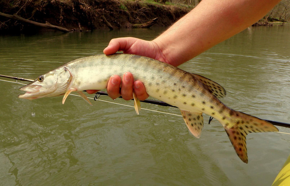 July Smolt of the Month