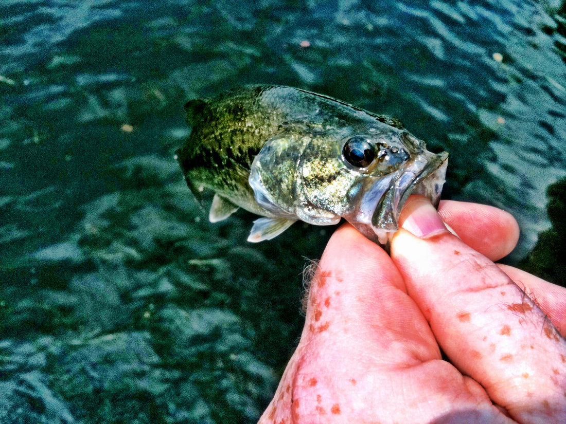 Smolt of the Month:  August Champion