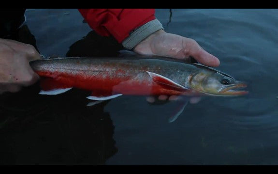 Troutification: The Trailer