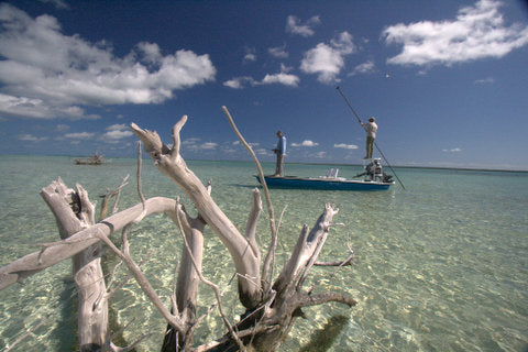 Woulda, Coulda, Shoulda