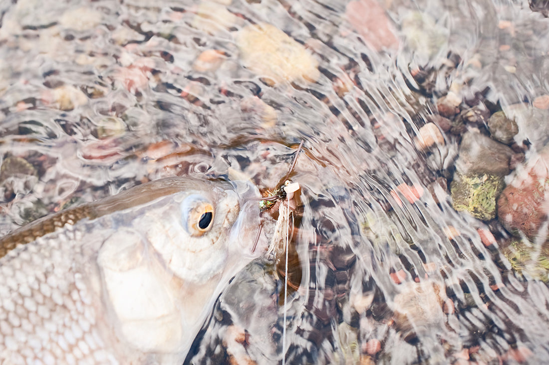 Weekend Angling Feat