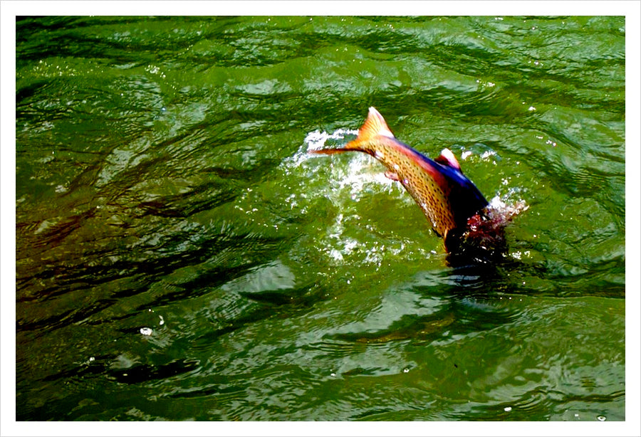 Breaking (Good) News: Steelhead Being Steelhead